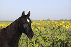 Arabian horse