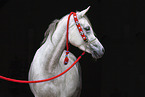 Arabian horse