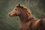 Arabian horse