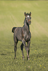 Arabian horse