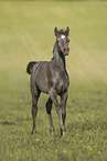 Arabian horse