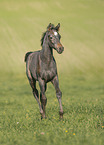 Arabian horse