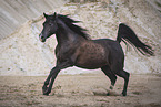 Arabian horse