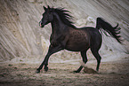 Arabian horse