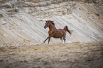 Arabian horse