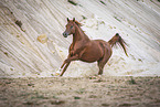 Arabian horse