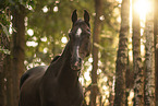 arabian horse