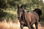 arabian horse