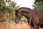 arabian horse