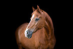 arabian horse