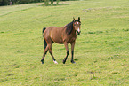 arabian horse