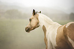 arabian horse