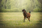 arabian horse