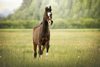 arabian horse