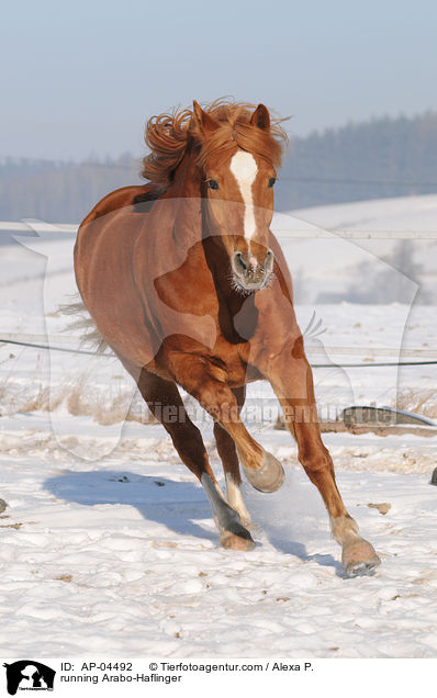 running Arabo-Haflinger / AP-04492