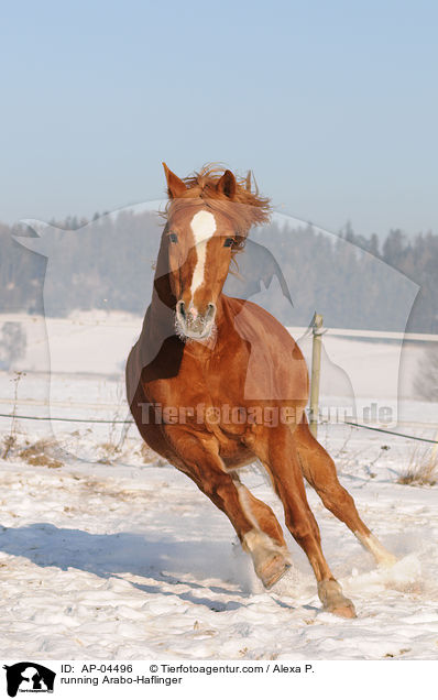 running Arabo-Haflinger / AP-04496
