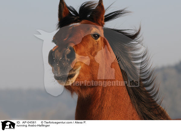 running Arabo-Haflinger / AP-04581