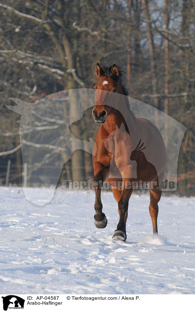 Arabo-Haflinger / AP-04587