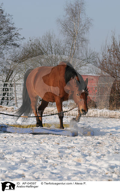 Arabo-Haflinger / Arabo-Haflinger / AP-04597