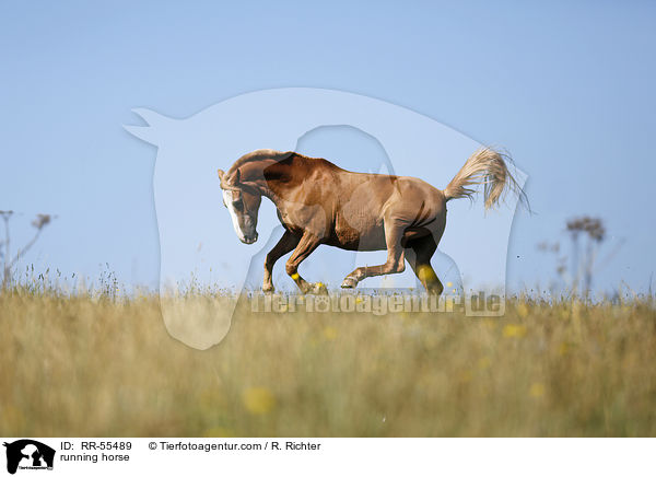 running horse / RR-55489