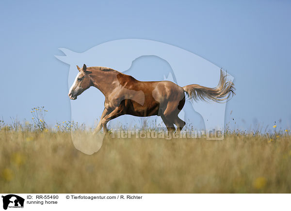 running horse / RR-55490