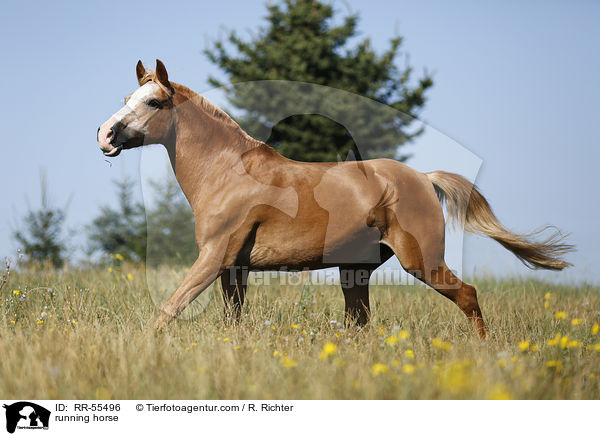 running horse / RR-55496