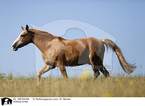 trotting horse / RR-55498