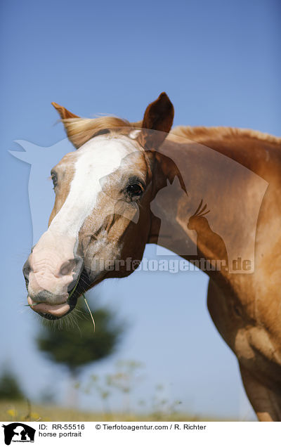 Arabohaflinger Portrait / horse portrait / RR-55516