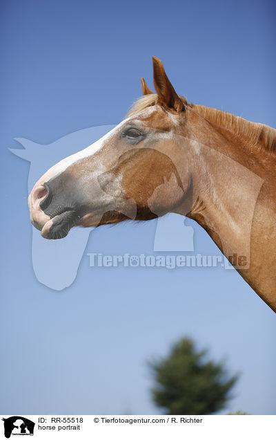 horse portrait / RR-55518