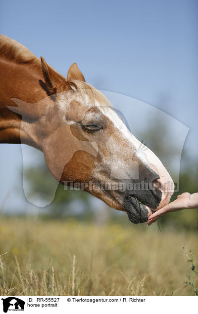 horse portrait / RR-55527