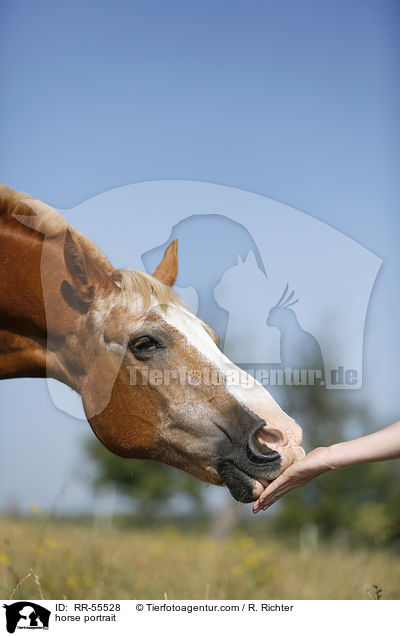 Arabohaflinger Portrait / horse portrait / RR-55528