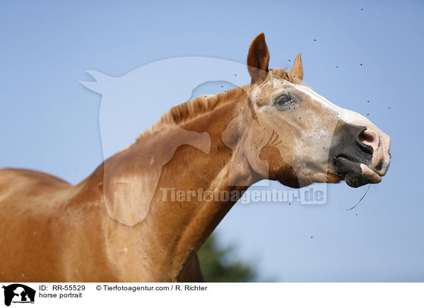 horse portrait / RR-55529