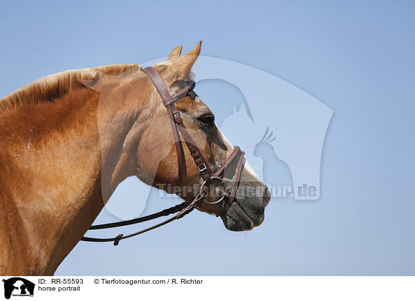 horse portrait / RR-55593