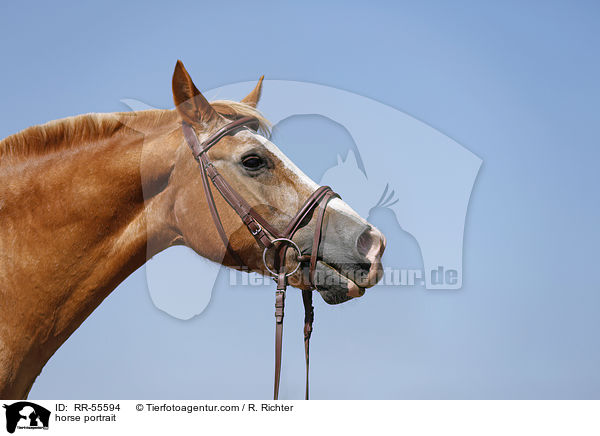 Arabohaflinger Portrait / horse portrait / RR-55594
