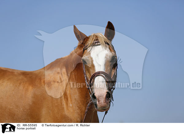 horse portrait / RR-55595