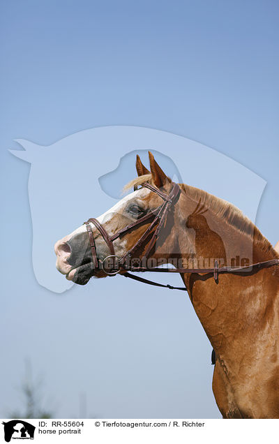 Arabohaflinger Portrait / horse portrait / RR-55604