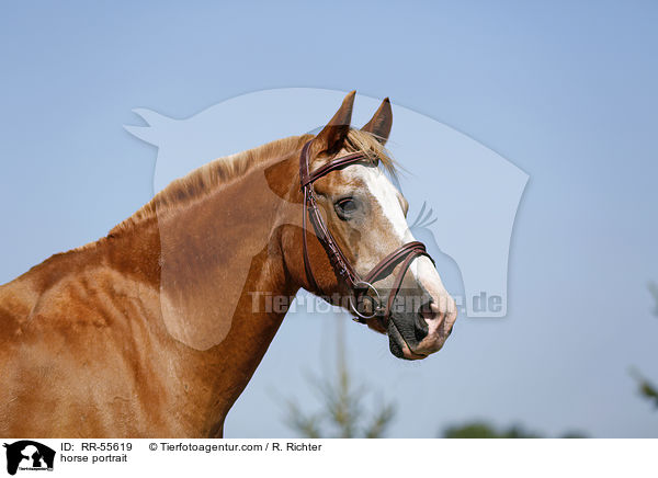 Arabohaflinger Portrait / horse portrait / RR-55619