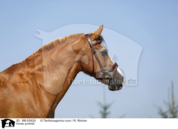 Arabohaflinger Portrait / horse portrait / RR-55620