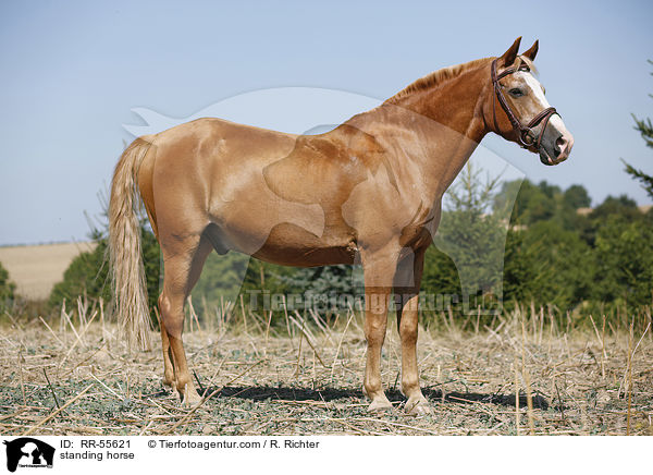 stehender Arabohaflinger / standing horse / RR-55621