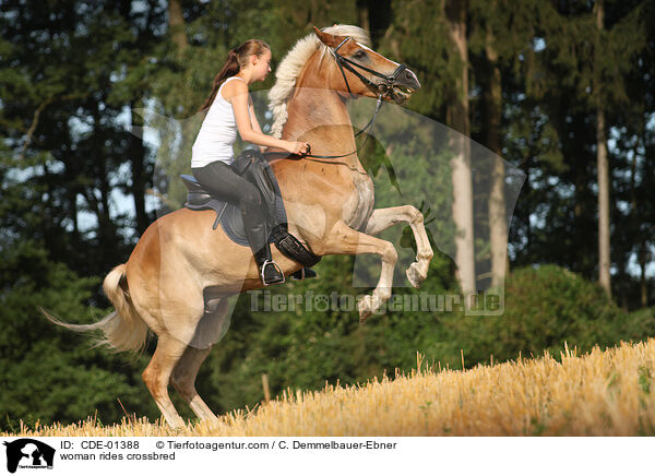 Frau reitet Arabo-Haflinger / woman rides crossbred / CDE-01388