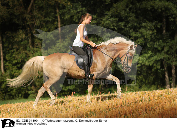 Frau reitet Arabo-Haflinger / woman rides crossbred / CDE-01390