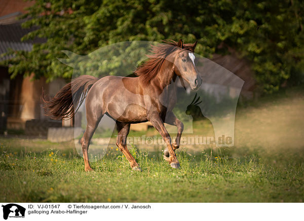 galoppierender Arabo-Haflinger / galloping Arabo-Haflinger / VJ-01547