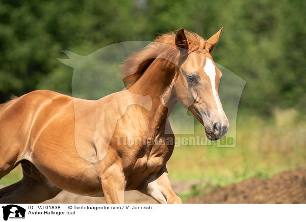 Arabo-Haflinger foal / VJ-01838