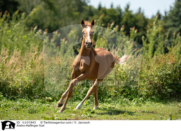 Arabo-Haflinger foal / VJ-01843