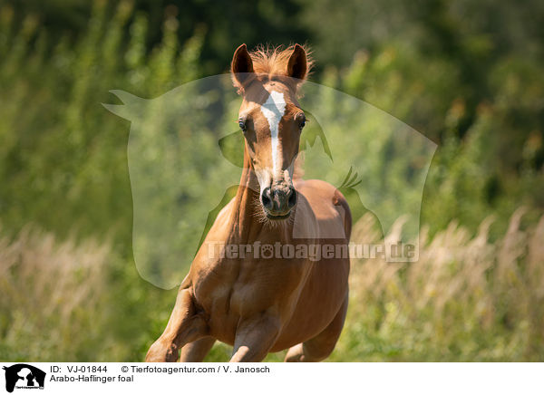 Arabo-Haflinger foal / VJ-01844