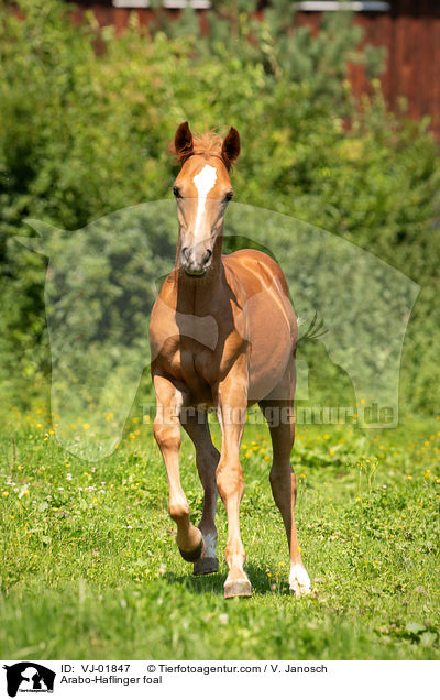 Arabo-Haflinger foal / VJ-01847