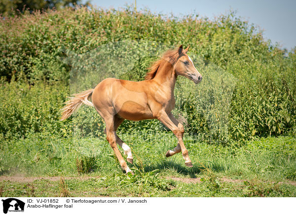 Arabo-Haflinger Fohlen / Arabo-Haflinger foal / VJ-01852