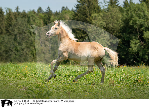 galloping Arabo-Haflinger / VJ-01858