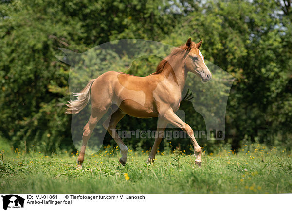 Arabo-Haflinger foal / VJ-01861