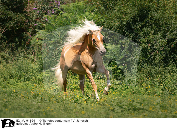 galloping Arabo-Haflinger / VJ-01864